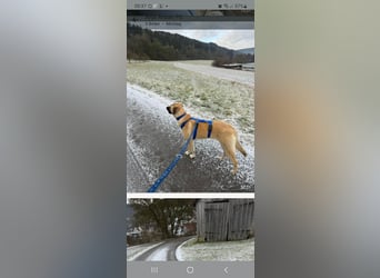 Jacky - Kinderliebe Schmusehündin