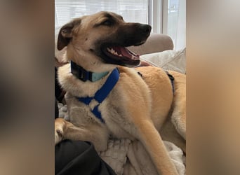 Jacky - Kinderliebe Schmusehündin