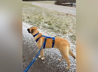 Jacky - Kinderliebe Schmusehündin