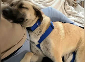 Jacky - Kinderliebe Schmusehündin