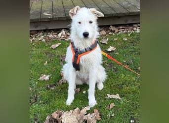 Aivi sucht ihr Zuhause