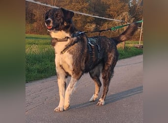 Lea sucht ihr Zuhause