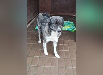 Lea sucht ihr Zuhause