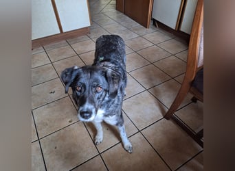 Lea sucht ihr Zuhause