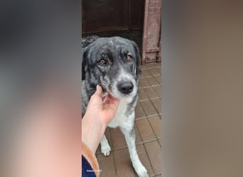 Lea sucht ihr Zuhause