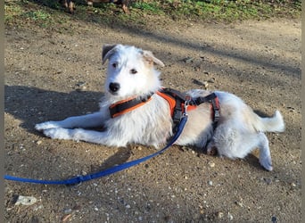 Aivi sucht ihr Zuhause