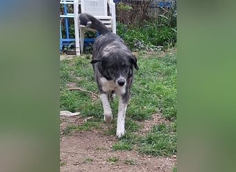 Lea sucht ihr Zuhause