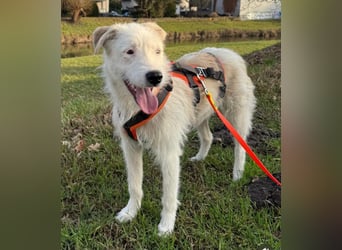 Aivi sucht ihr Zuhause