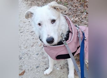 Aivi sucht ihr Zuhause