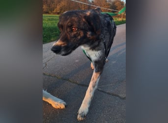 Lea sucht ihr Zuhause