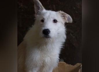 Aivi sucht ihr Zuhause