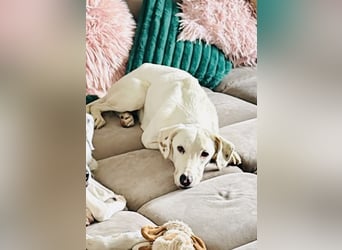 Mika - Darf ich bei dir ankommen?