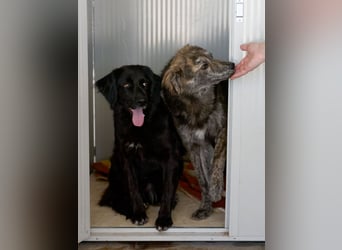 Tigerente Orso sucht leise Hände zum Kuscheln