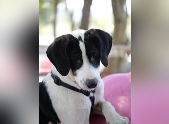 Alice- mit einem Lächeln ins Wunderland