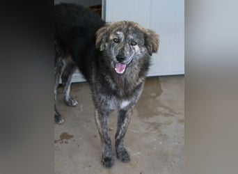 Tigerente Orso sucht leise Hände zum Kuscheln