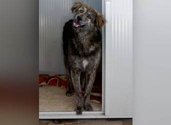 Tigerente Orso sucht leise Hände zum Kuscheln
