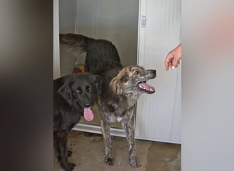 Tigerente Orso sucht leise Hände zum Kuscheln