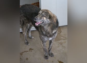 Tigerente Orso sucht leise Hände zum Kuscheln