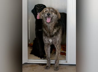 Tigerente Orso sucht leise Hände zum Kuscheln