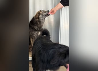 Tigerente Orso sucht leise Hände zum Kuscheln