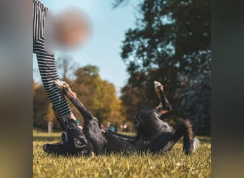 Odin - ein loyaler Sportler