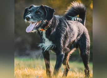 Odin - ein loyaler Sportler