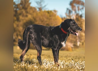 Odin - ein loyaler Sportler