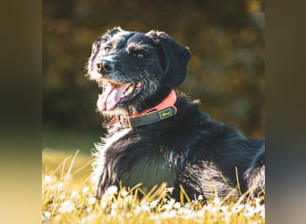 Odin - ein loyaler Sportler