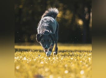 Odin - ein loyaler Sportler