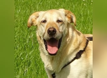 VENJA - ein lieber Kerl