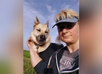 STELLA - eine liebe und eine zarte Hündin