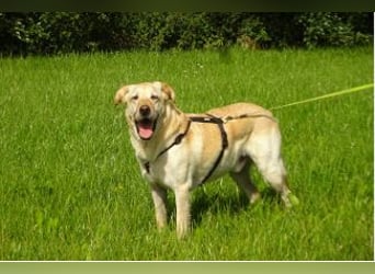 VENJA - ein lieber Kerl