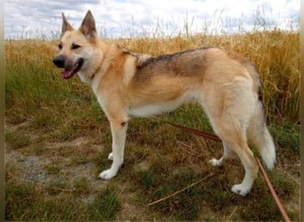 STELLA - eine liebe und eine zarte Hündin