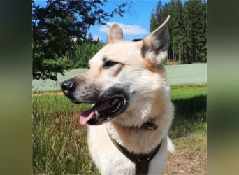 STELLA - eine liebe und eine zarte Hündin