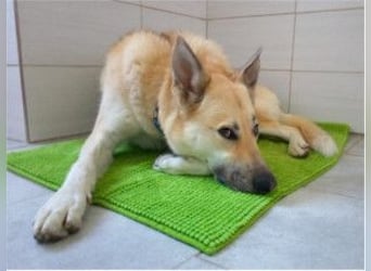 STELLA - eine liebe und eine zarte Hündin