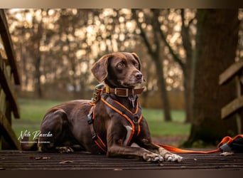 Mira - ist freiheitsliebend