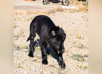Valiente - mutiger kleiner Kerl sucht sein zu Hause