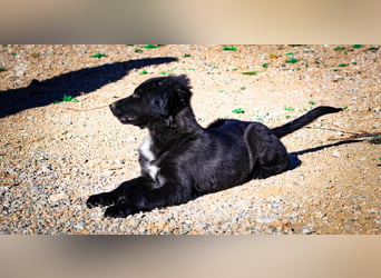 Valiente - mutiger kleiner Kerl sucht sein zu Hause