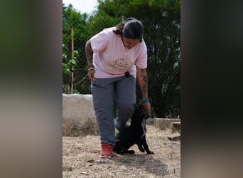 Valiente - mutiger kleiner Kerl sucht sein zu Hause