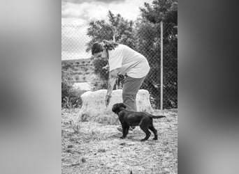 Valiente - mutiger kleiner Kerl sucht sein zu Hause