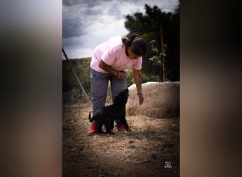 Valiente - mutiger kleiner Kerl sucht sein zu Hause