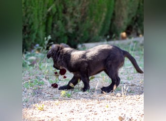Valiente - mutiger kleiner Kerl sucht sein zu Hause