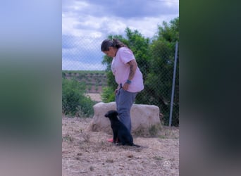 Valiente - mutiger kleiner Kerl sucht sein zu Hause