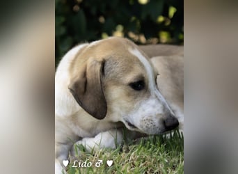 Liana, Lico und Lido suchen ein Zuhause