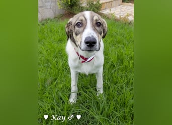 Kea  und Kay auf der Suche nach ihrer Familie