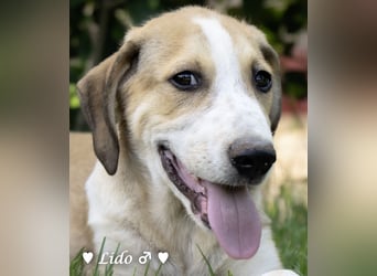 Liana, Lico und Lido suchen ein Zuhause