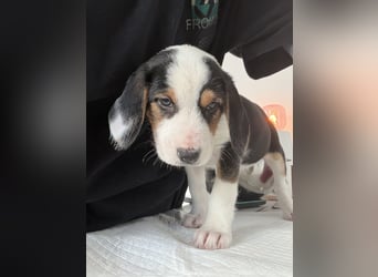 Im Westerwald zu besuchen: Zehn kleine Leben suchen ihr Für-immer-Zuhause