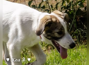 Kea  und Kay auf der Suche nach ihrer Familie