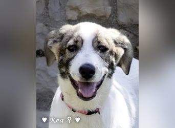 Kea  und Kay auf der Suche nach ihrer Familie