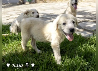 Baja, Badu, Bambi  Brownie suchen ab August ein Zuhause